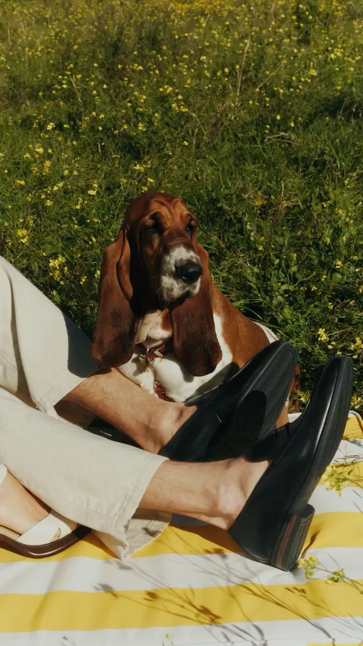 Daphne - our beautiful Hush Puppy!